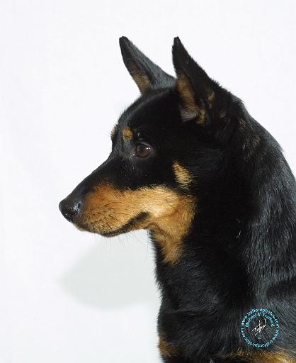 Lancashire Heeler 9W085D-090.JPG